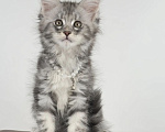 Кошки в Тюмени: Котенок мейн-кун девочка Девочка, 55 000 руб. - фото 2
