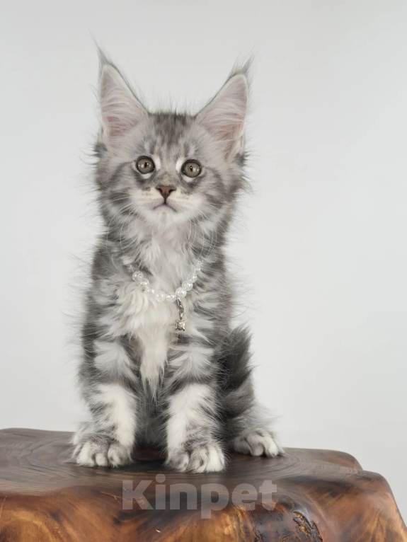 Кошки в Тюмени: Котенок мейн-кун девочка Девочка, 55 000 руб. - фото 2