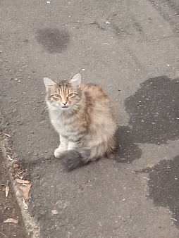 Объявление: Очень хочется домой!!!, Бесплатно, Москва