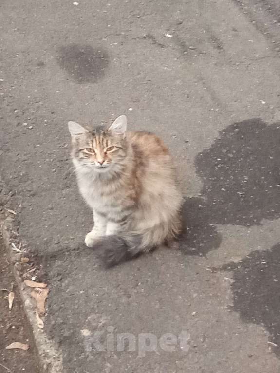 Кошки в Москве: Очень хочется домой!!! Девочка, Бесплатно - фото 1