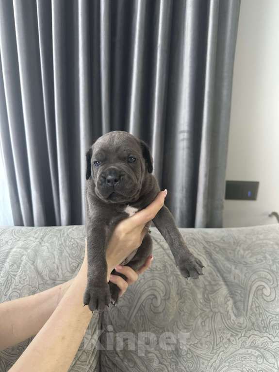 Собаки в других городах Московской области: Щенки Кане-корсо Мальчик, 45 000 руб. - фото 5