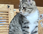 Кошки в Звенигороде: Котенок Лакки Девочка, Бесплатно - фото 4