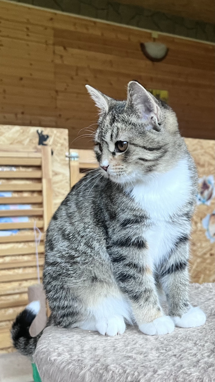 Кошки в Звенигороде: Котенок Лакки Девочка, Бесплатно - фото 4