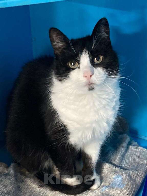 Кошки в Москве: Для кого-то - особенная? Девочка, Бесплатно - фото 6