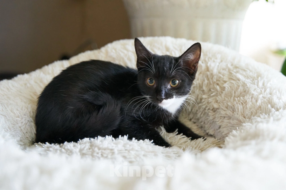 Кошки в Москве: Одилия в поисках дома  Девочка, Бесплатно - фото 2