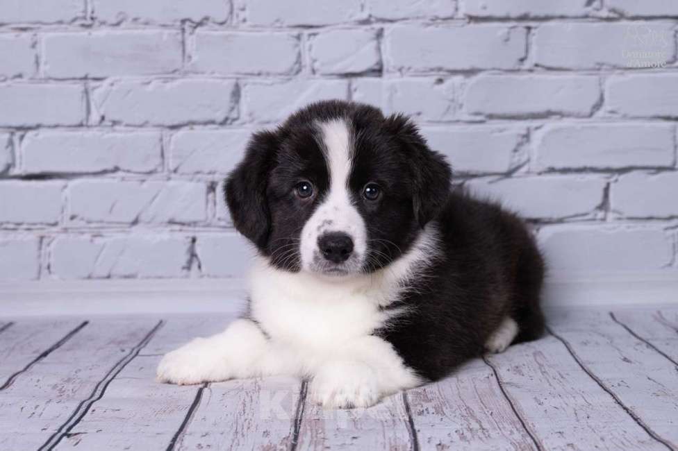 Собаки в Москве: Щенки Вельш-Корги Кардиган, 2 месяца, тигровый окр Мальчик, 50 000 руб. - фото 4