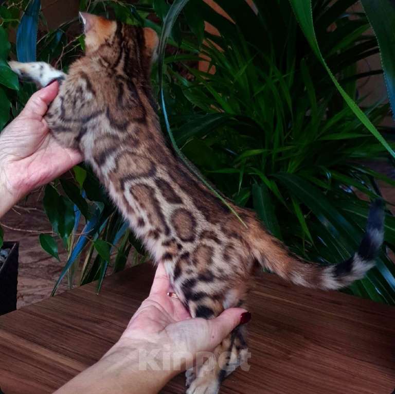 Кошки в Краснодаре: Бенгальская девочка  Девочка, 60 000 руб. - фото 2