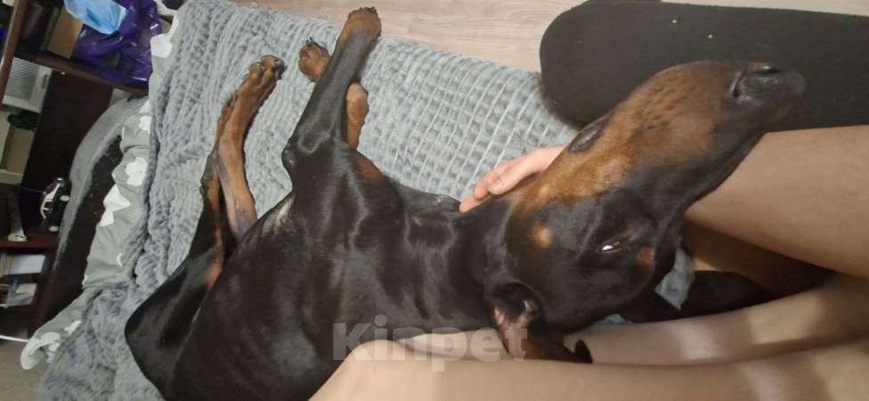 Собаки в Красноярске: В добрые руки Мальчик, Бесплатно - фото 2