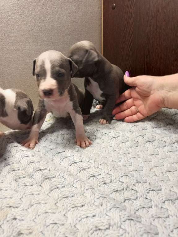 Собаки в Серпухове: Амстаффики!) Девочка, 35 000 руб. - фото 4