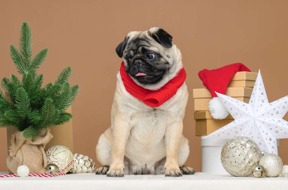 Собаки в Ижевске: Мопсы Девочка, 50 000 руб. - фото 3