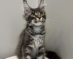 Кошки в Москве: Котик мейн-кун из питомника Status Joy Девочка, Бесплатно - фото 5