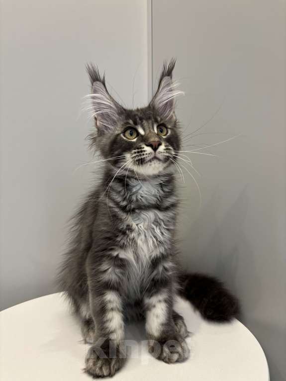 Кошки в Москве: Котик мейн-кун из питомника Status Joy Девочка, Бесплатно - фото 5