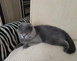 Кошки в Электростали: Вязка с Шотландским вислоухим котом Мальчик, 2 500 руб. - фото 5