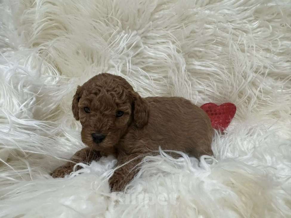 Собаки в Москве: Той пудель Мальчик, 140 000 руб. - фото 1