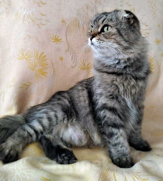 Кошки в Москве: Надоевшая игрушка, шотландская кошечка Луша ищет дом Девочка, Бесплатно - фото 7