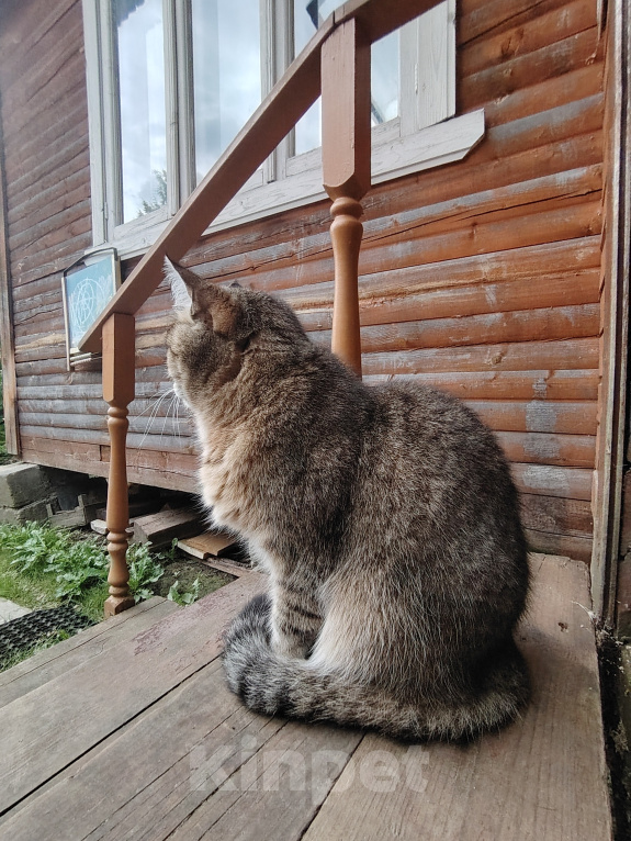 Кошки в Москве: Отдаю кошку в добрые руки Девочка, Бесплатно - фото 4