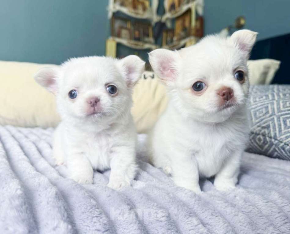 Собаки в Москве: Белый чихуахуа Мальчик, 50 000 руб. - фото 4