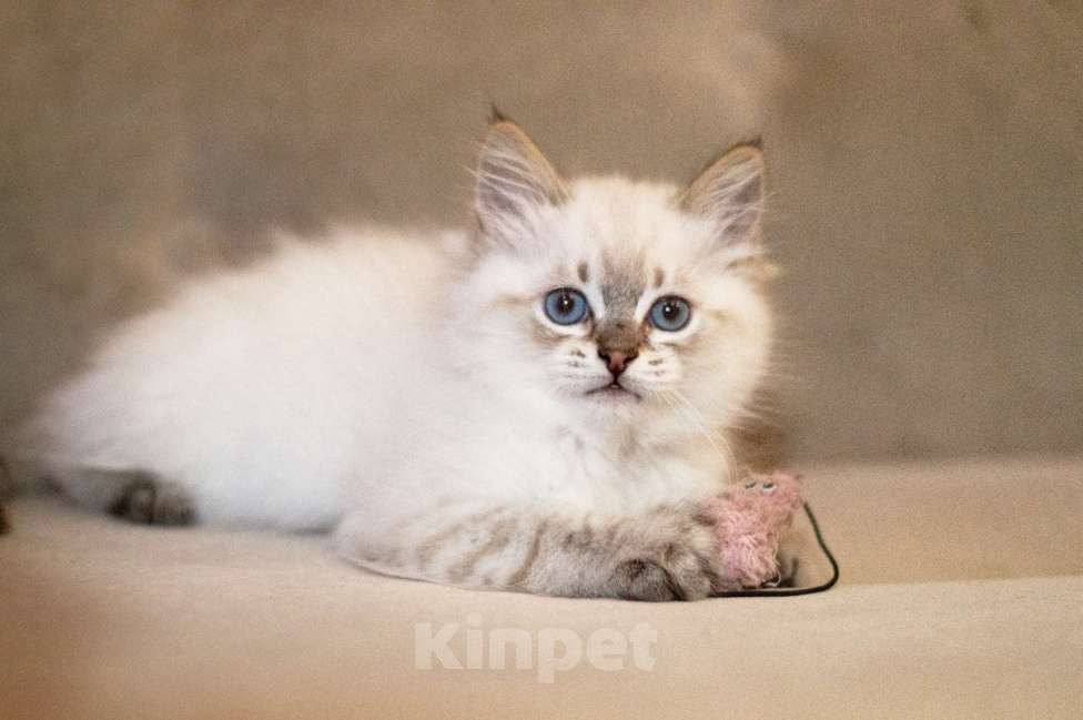 Кошки в Санкт-Петербурге: невский маскарадный котенок Мальчик, 60 000 руб. - фото 1