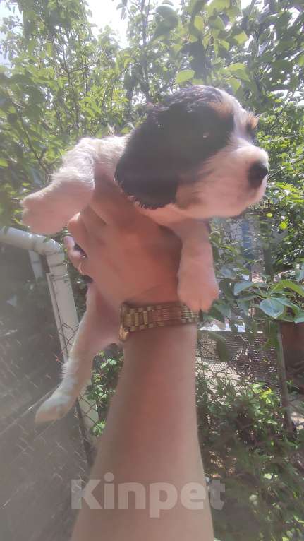 Собаки в Симферополе: Щенки Русский охотничий спаниель Мальчик, 30 000 руб. - фото 3