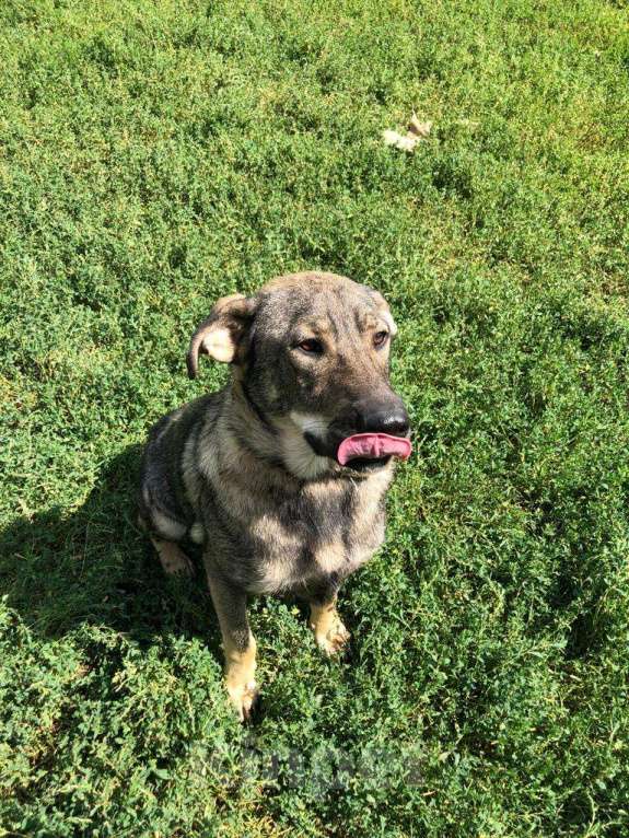 Собаки в Мытищах: Мартин ищет дом Мальчик, Бесплатно - фото 5