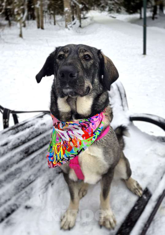 Собаки в Санкт-Петербурге: Собака-антистресс Пеппер ищет дом Девочка, Бесплатно - фото 7