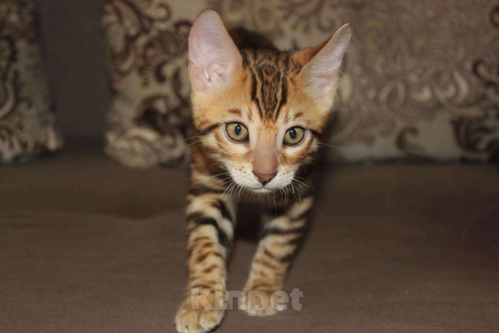 Кошки в Оленегорске: Бенгал, 1 руб. - фото 1