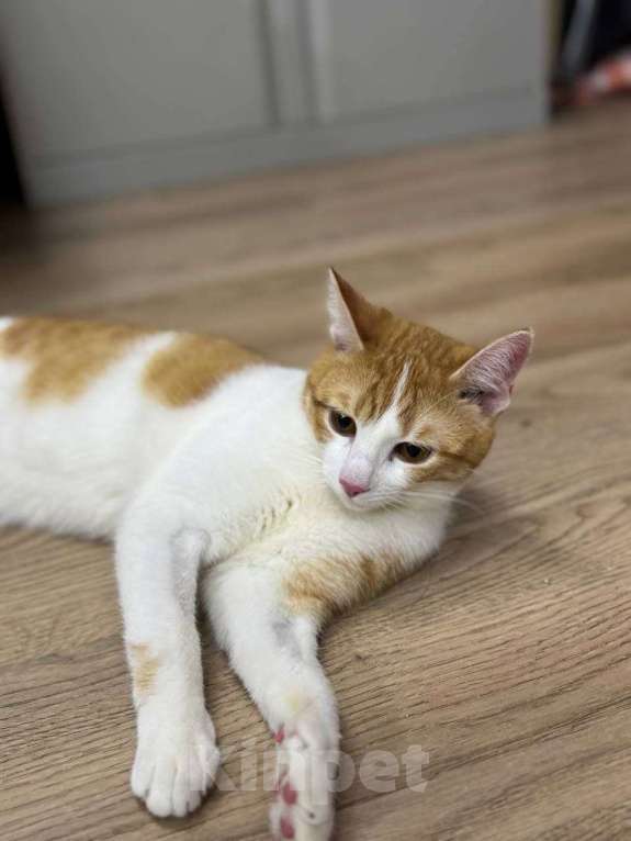 Кошки в Москве: Рыжий кот Леша ищет дом! Мальчик, Бесплатно - фото 2