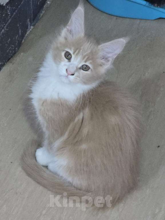 Кошки в Москве: Девочка  Девочка, 18 000 руб. - фото 1