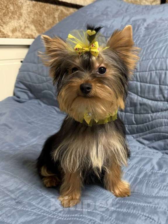 Собаки в Жуковском: Миниатюрная девочка йорка Девочка, 35 000 руб. - фото 3