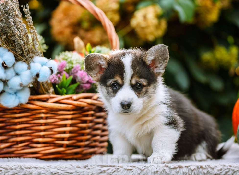 Собаки в Новосибирске: Вельш Корги Пемброк Мария-Антуанетта Девочка, 65 000 руб. - фото 5