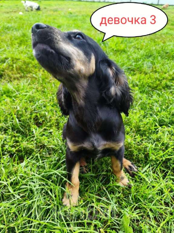 Собаки в Москве: Девочка 3 Девочка, 25 000 руб. - фото 2