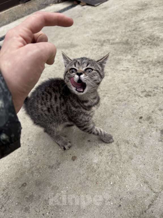 Кошки в Симферополе: Котенок в добрые руки Девочка, Бесплатно - фото 6