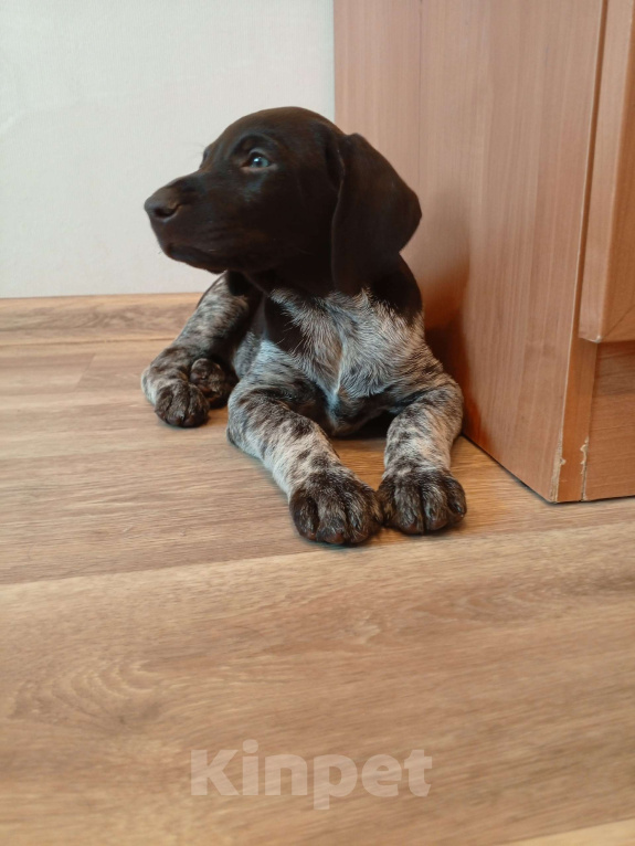 Собаки в Перми: Щенок дратхаара Девочка, 35 000 руб. - фото 4