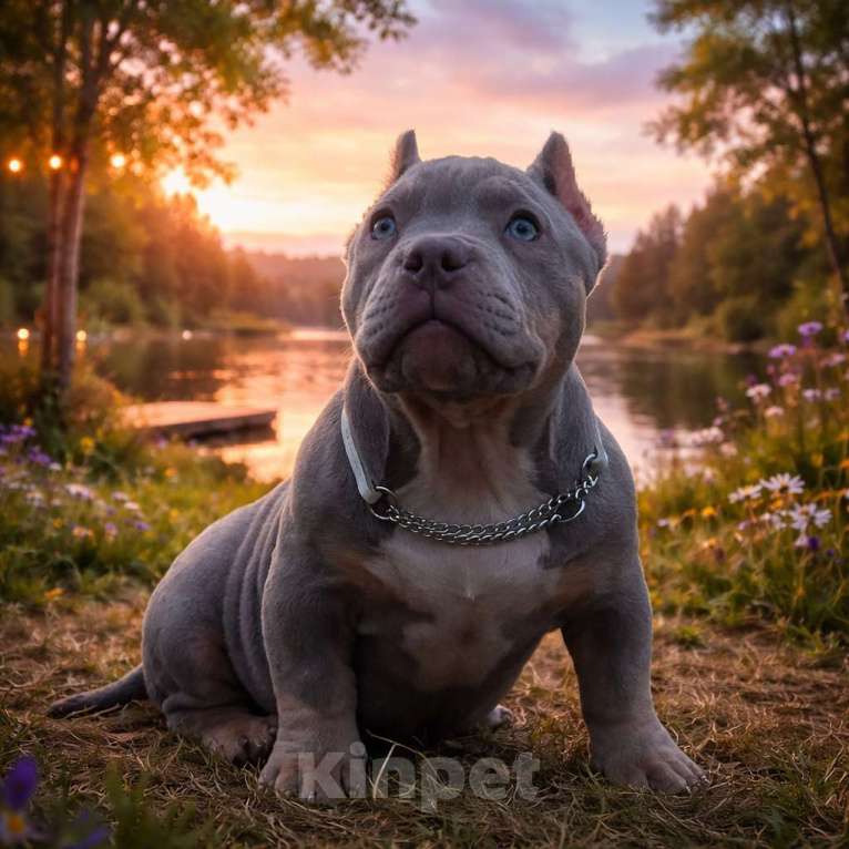 Собаки в Москве: Булли американский Разнополые, Бесплатно - фото 3