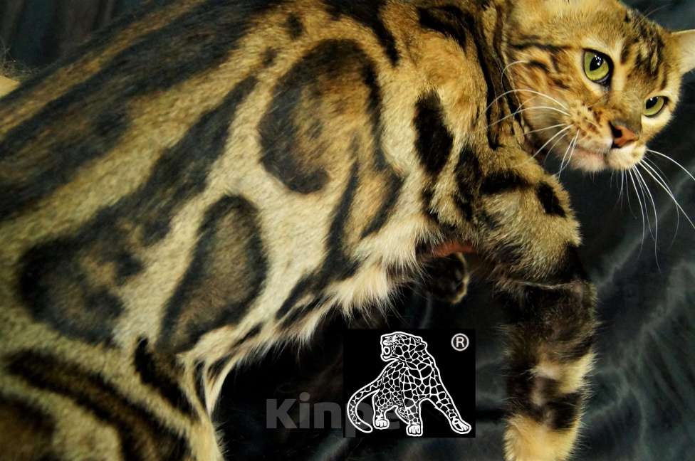 Кошки в Хабаровске: Бенгальский котенок. Профессиональный Питомник. Девочка, Бесплатно - фото 9