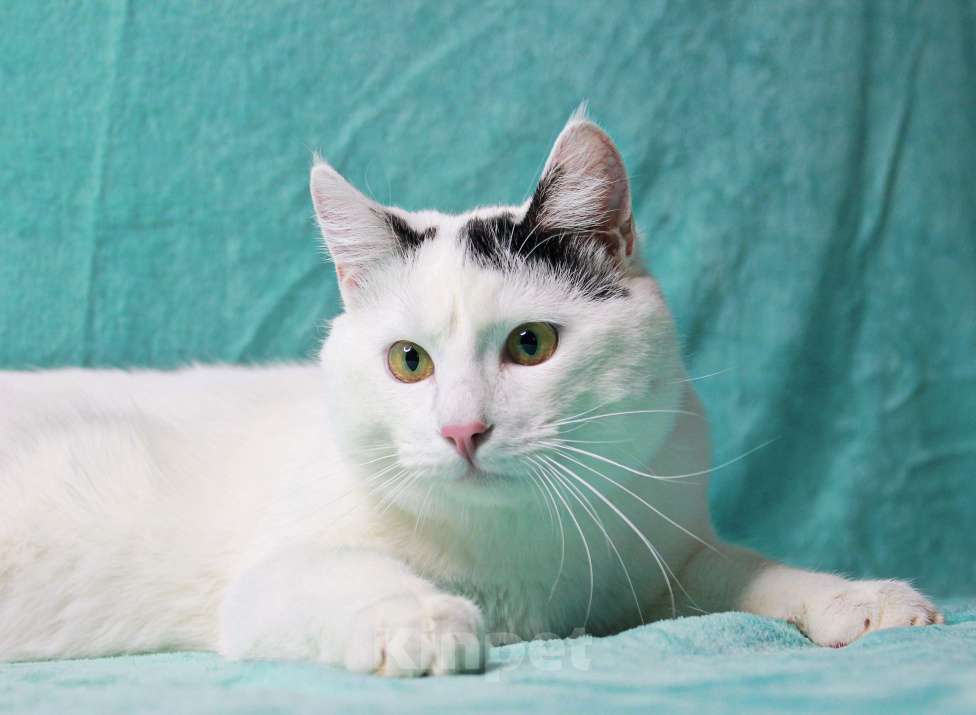 Кошки в Москве: Сирота в поисках семьи Мальчик, Бесплатно - фото 5