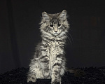 Кошки в Москве: Мейн-кун котенок Мальчик, Бесплатно - фото 3