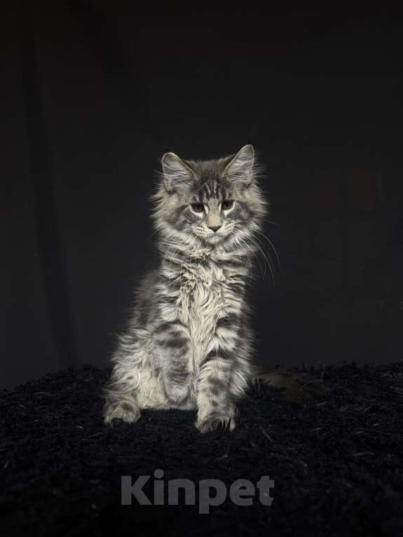 Кошки в Москве: Мейн-кун котенок Мальчик, Бесплатно - фото 3