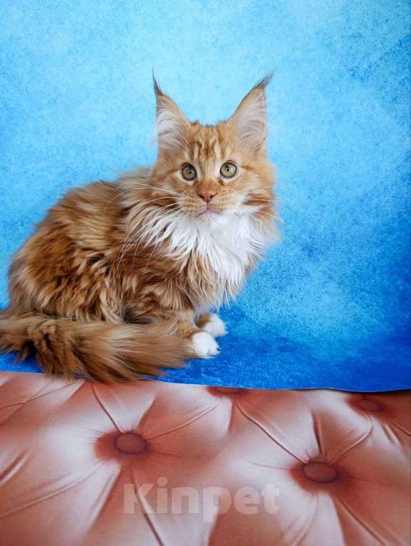 Кошки в Москве: Грант Мальчик, 75 000 руб. - фото 7