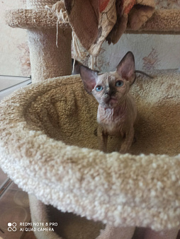 Девочка канадский сфинкс