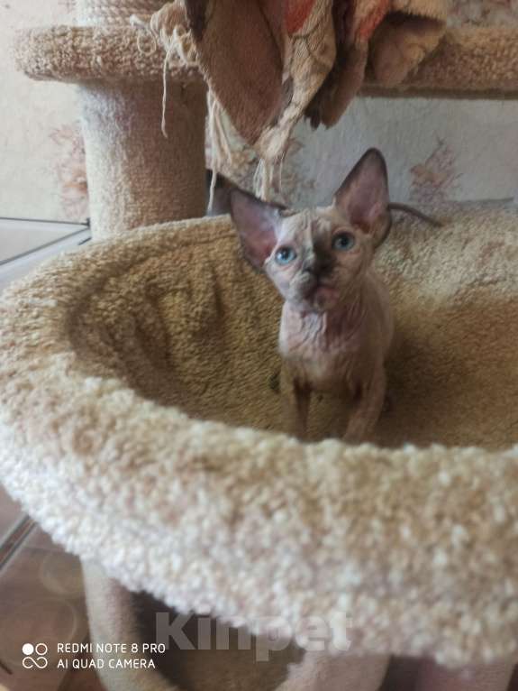 Кошки в Челябинске: Девочка канадский сфинкс Девочка, 40 000 руб. - фото 1
