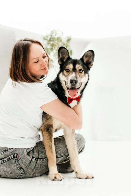 Собаки в Москве: Счастье ищет дом Мальчик, Бесплатно - фото 8