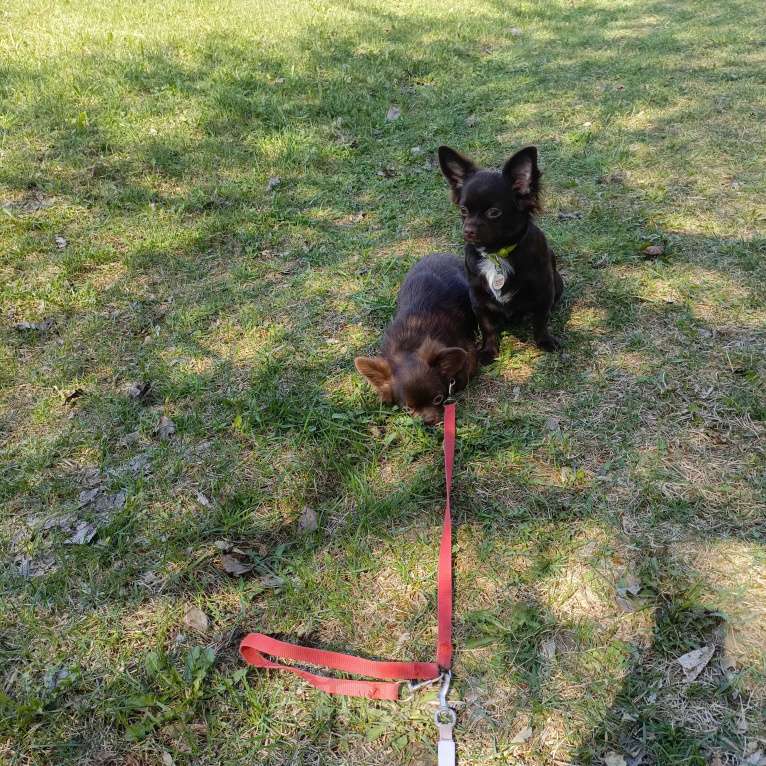 Собаки в Москве: Мальчик чихуахуа 9 мес. Окрас шоколад д/ш Мальчик, 35 000 руб. - фото 9