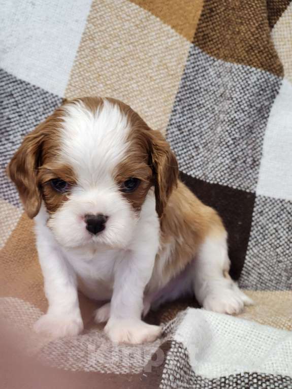 Собаки в Анапе: Синяя лента  Мальчик, 80 000 руб. - фото 10