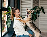 Собаки в Москве: Щенок в добрые руки. Щенок ищет дом. Мальчик, Бесплатно - фото 8