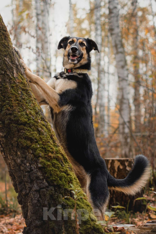 Собаки в Москве: Трогательная милашка Шаби в поиске любящих родителей! Девочка, Бесплатно - фото 7