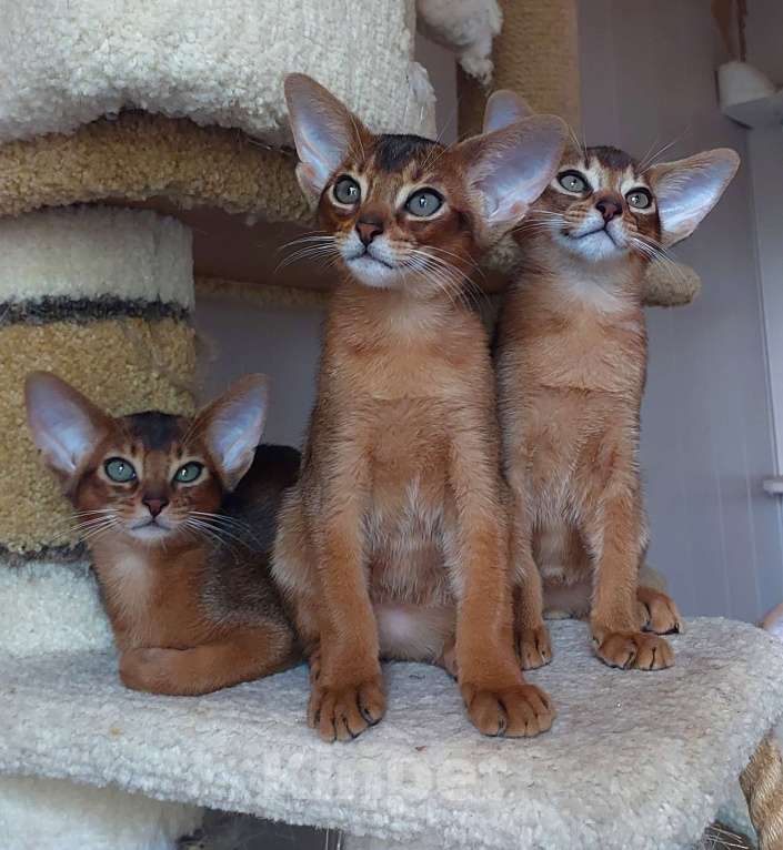 Кошки в Москве: Абиссинские котята  Девочка, 70 000 руб. - фото 6