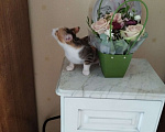 Кошки в Санкт-Петербурге: Котенок девочка Девочка, Бесплатно - фото 5