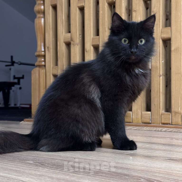 Кошки в Москве: Котенок в добрые руки Мальчик, Бесплатно - фото 2