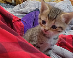 Кошки в других городах Башкортостана: Шотландский прямоухий котенок( помесь) Девочка, 450 руб. - фото 6